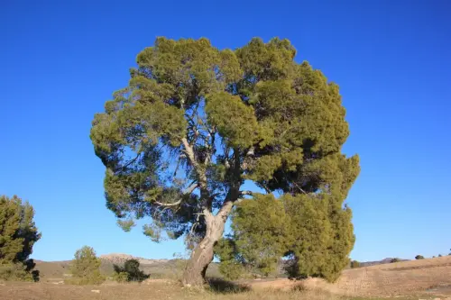 Arbol-singular-Elche-de-la-Sierra-Pino