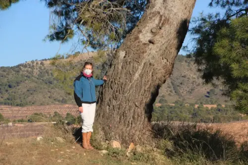 Arbol-singular-Elche-de-la-Sierra-Pino2