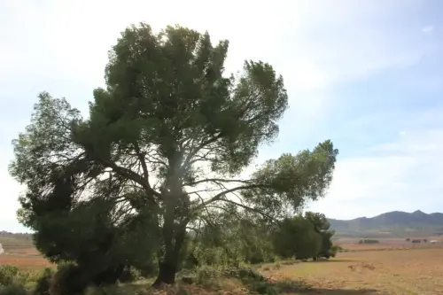 Arbol-singular-Elche-de-la-Sierra-Pinos-de-la-rambla-de-Las-Tinajas