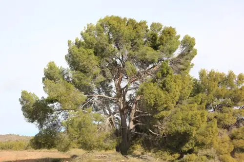 Arbol-singular-Elche-de-la-Sierra-Pinos-de-la-rambla-de-Las-Tinajas2