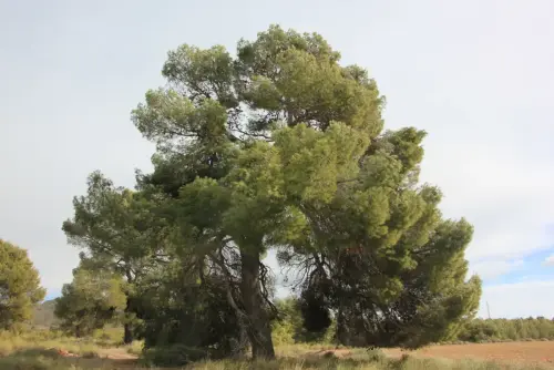 Arbol-singular-Elche-de-la-Sierra-Pinos-de-la-rambla-de-Las-Tinajas3
