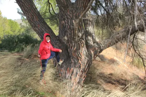 Arbol-singular-Elche-de-la-Sierra-Pinos-de-la-rambla-de-Las-Tinajas4
