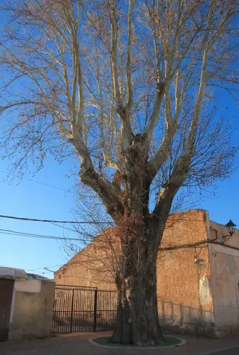 Arbol-singular-Elche-de-la-Sierra-Platanos-del-Pilar