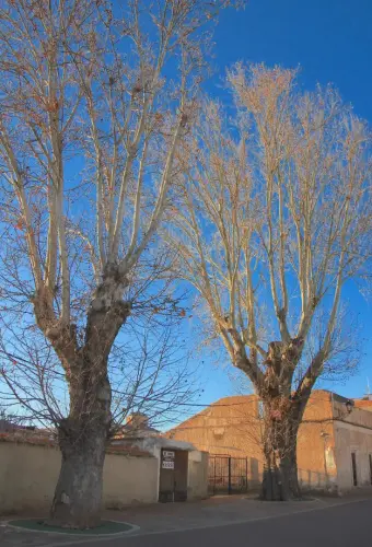 Arbol-singular-Elche-de-la-Sierra-Platanos-del-Pilar2