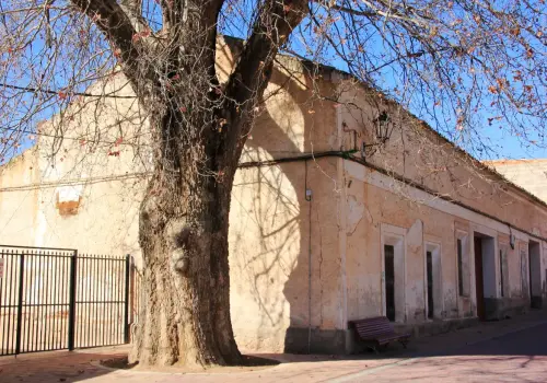 Arbol-singular-Elche-de-la-Sierra-Platanos-del-Pilar3