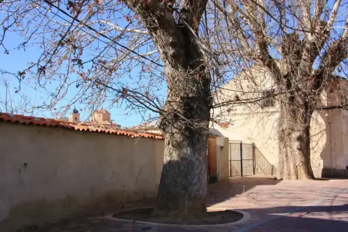 Arbol-singular-Elche-de-la-Sierra-Platanos-del-Pilar4