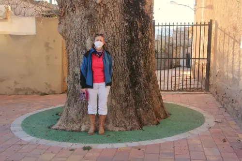 Arbol-singular-Elche-de-la-Sierra-Platanos-del-Pilar5