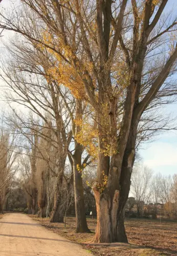 Arbol-singular-Fuensanta-Chopos-canadienses-del-Galapagar