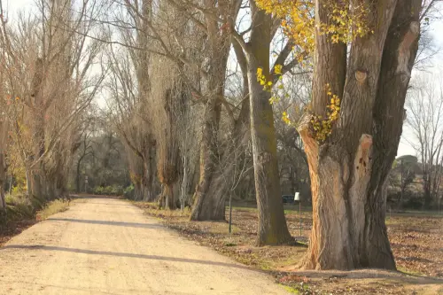 Arbol-singular-Fuensanta-Chopos-canadienses-del-Galapagar2