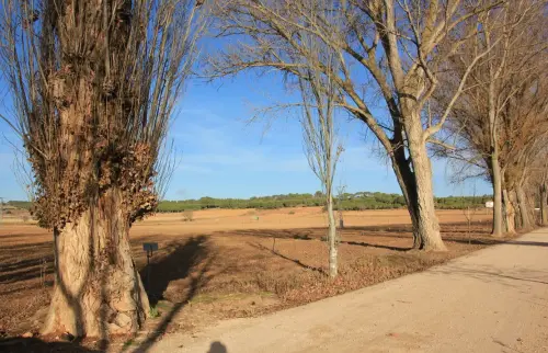 Arbol-singular-Fuensanta-Chopos-canadienses-del-Galapagar3