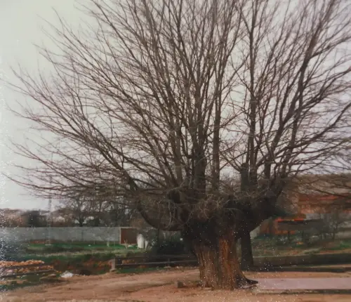 Arbol-singular-Fuensanta-Olmo-Gordo