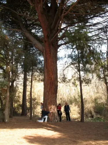 Arbol-singular-Fuensanta-Pino