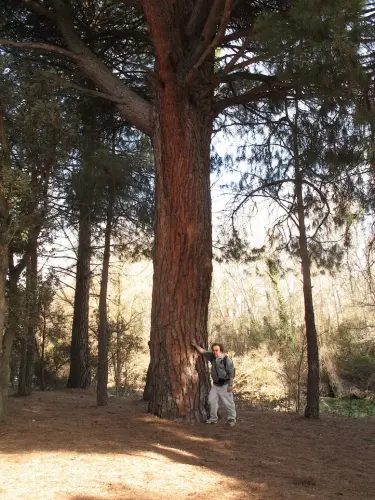 Arbol-singular-Fuensanta-Pino2