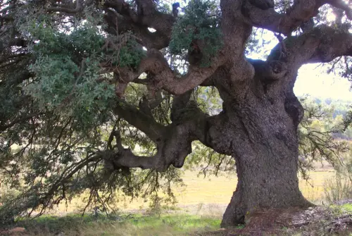 Arbol-singular-Fuente-de-la-Carrasca-Molinicos-Encina
