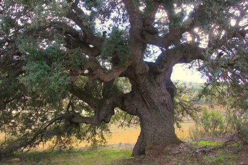 Arbol-singular-Fuente-de-la-Carrasca-Molinicos-Encina2