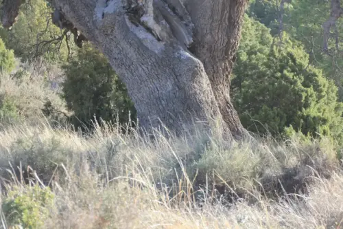 Arbol-singular-Fuente-de-la-Sabina-Letur-Carrasca-de-Los-Pocicos