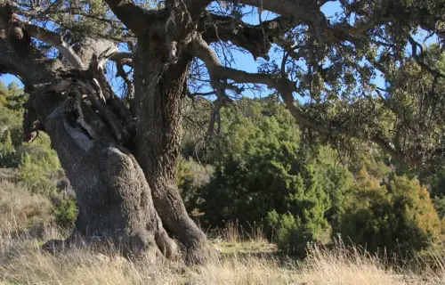 Arbol-singular-Fuente-de-la-Sabina-Letur-Carrasca-de-Los-Pocicos2
