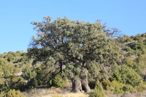 Arbol-singular-Fuente-de-la-Sabina-Letur-Carrasca-de-Los-Pocicos4