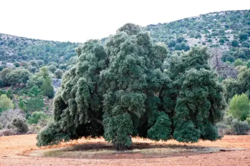 Arbol-singular-Fuente-de-la-Sabina-Letur-Encina-del-Nevazo