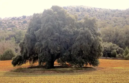 Arbol-singular-Fuente-de-la-Sabina-Letur-Encina-del-Nevazo2