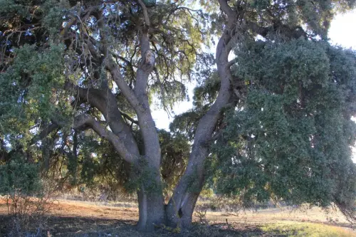 Arbol-singular-Fuente-de-la-Sabina-Letur-Encina-del-Nevazo5