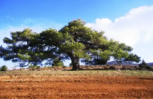 Arbol-singular-Fuente-de-la-Sabina-Letur-Pino-de-Los-Riveros