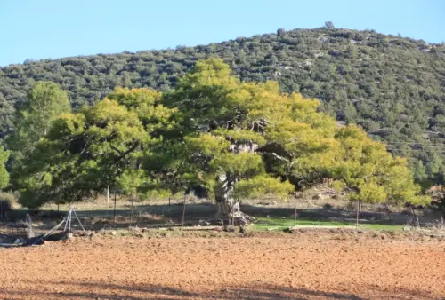Arbol-singular-Fuente-de-la-Sabina-Letur-Pino-de-Los-Riveros2