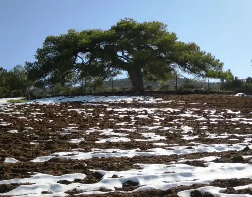 Arbol-singular-Fuente-de-la-Sabina-Letur-Pino-de-Los-Riveros3