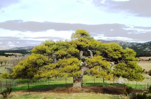 Arbol-singular-Fuente-de-la-Sabina-Letur-Pino-de-Los-Riveros4