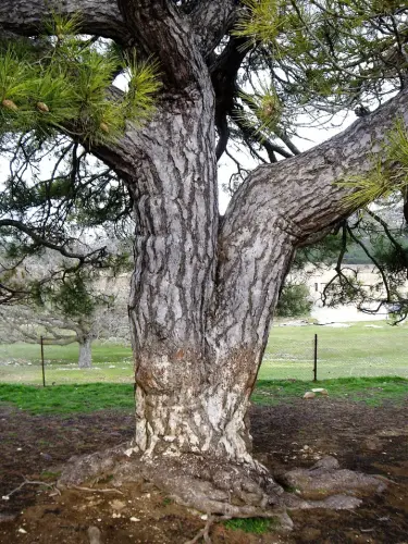Arbol-singular-Fuente-de-la-Sabina-Letur-Pino-de-Los-Riveros5