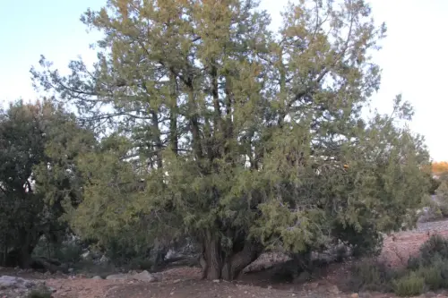 Arbol-singular-Fuente-de-la-Sabina-Letur-Sabina-de-Pradosabina