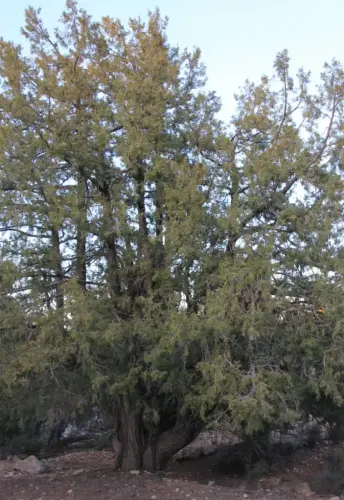 Arbol-singular-Fuente-de-la-Sabina-Letur-Sabina-de-Pradosabina2