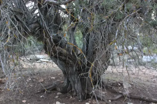 Arbol-singular-Fuente-de-la-Sabina-Letur-Sabina-de-Pradosabina4