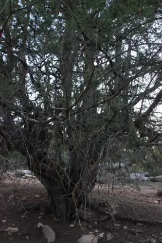 Arbol-singular-Fuente-de-la-Sabina-Letur-Sabina-de-Pradosabina5