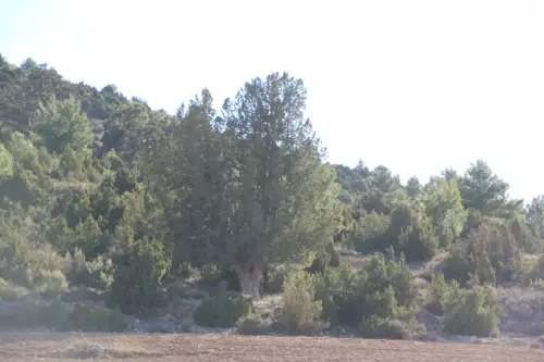 Arbol-singular-Fuente-de-la-Sabina-Letur-Sabina-de-los-Pocicos