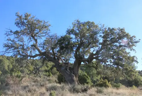 Arbol-singular-Fuente-de-la-Sabina-Letur-Sabina-de-los-Pocicos2