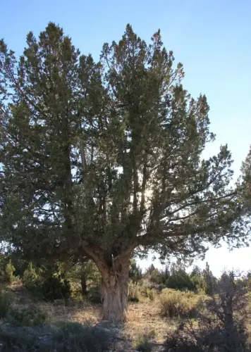 Arbol-singular-Fuente-de-la-Sabina-Letur-Sabina-de-los-Pocicos3