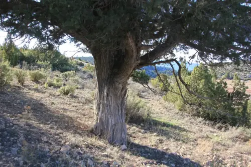 Arbol-singular-Fuente-de-la-Sabina-Letur-Sabina-de-los-Pocicos4