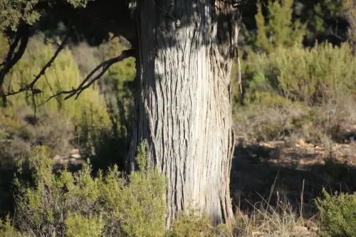 Arbol-singular-Fuente-de-la-Sabina-Letur-Sabina-de-los-Pocicos5