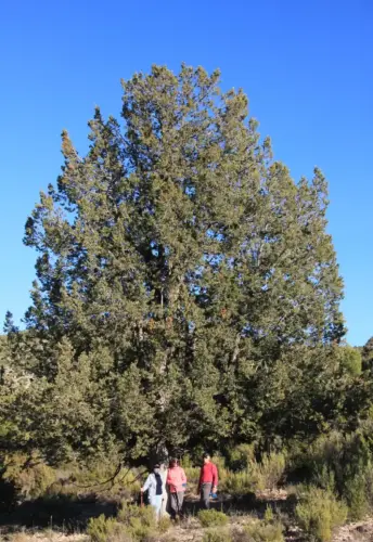 Arbol-singular-Fuente-de-la-Sabina-Letur-Sabina-de-los-Pocicos6