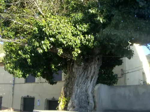 Arbol-singular-Gontar-Yeste-Olmo-de-la-plaza