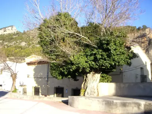 Arbol-singular-Gontar-Yeste-Olmo-de-la-plaza2