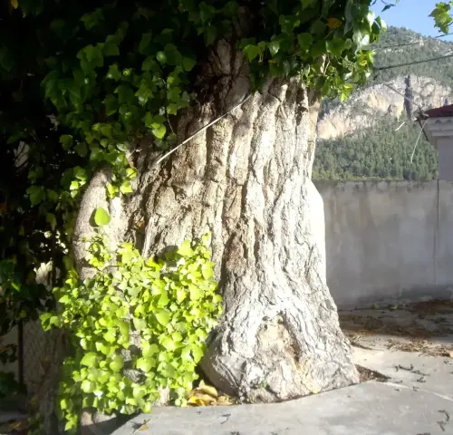 Arbol-singular-Gontar-Yeste-Olmo-de-la-plaza3