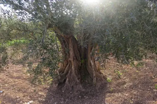 Arbol-singular-Hellin-Olivos