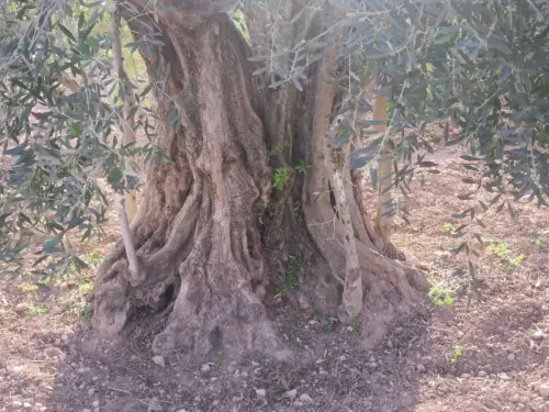 Arbol-singular-Hellin-Olivos2