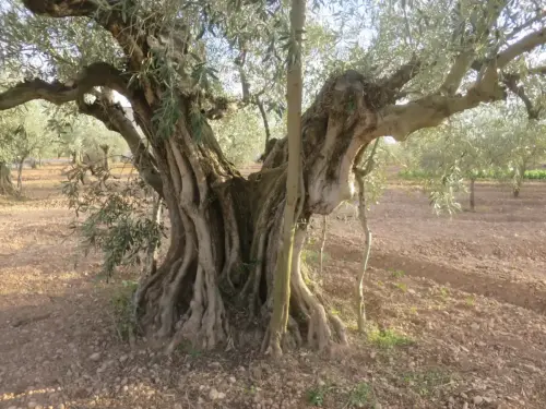 Arbol-singular-Hellin-Olivos3