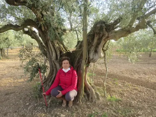 Arbol-singular-Hellin-Olivos4