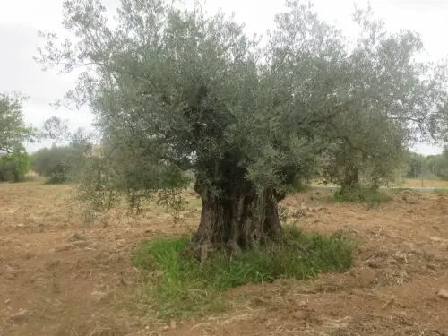 Arbol-singular-Hellin-Olivos5