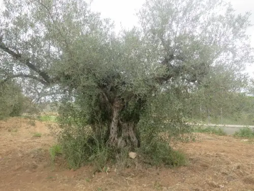 Arbol-singular-Hellin-Olivos6