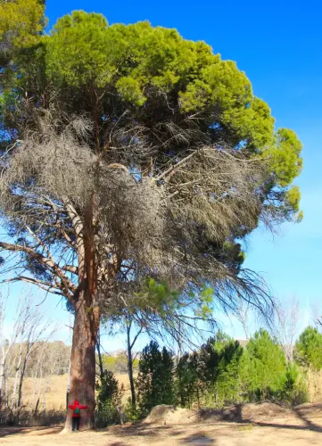 Arbol-singular-Hellin-Pino-del-Azaraque